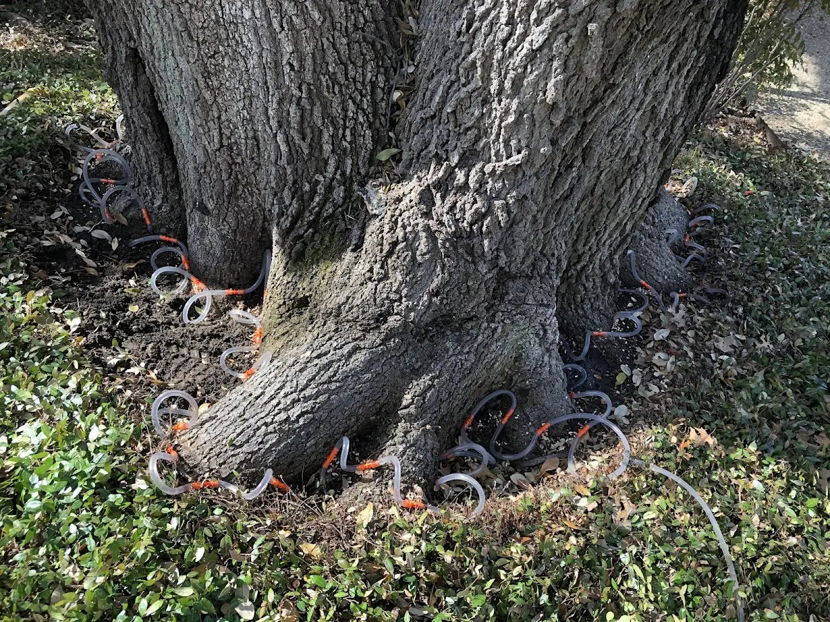 Detailed Tree Cabling and Bracing job site in Tehama