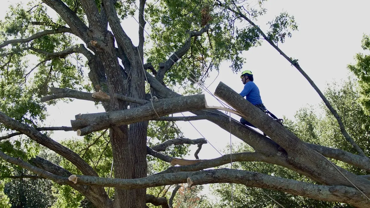 Professional Crown Thinning performed by certified arborists in Tehama
