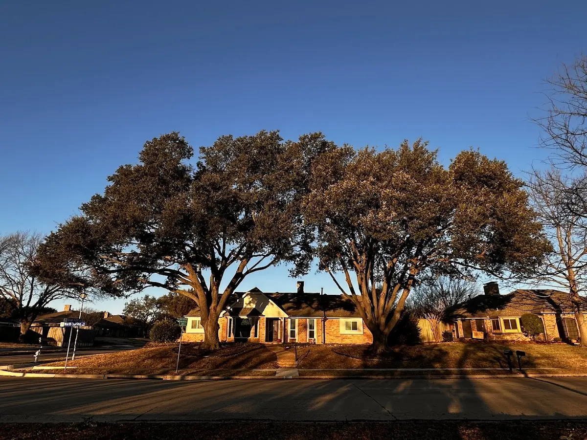 Established residential canopy tree shading a home in Tehama